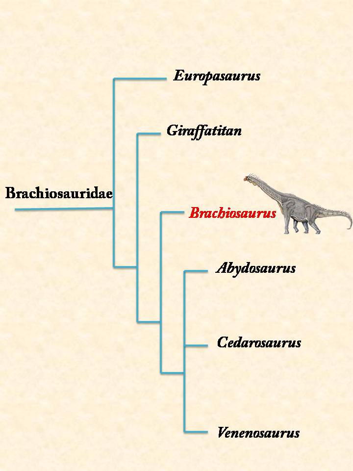 Brachiosaurus dinosaur family